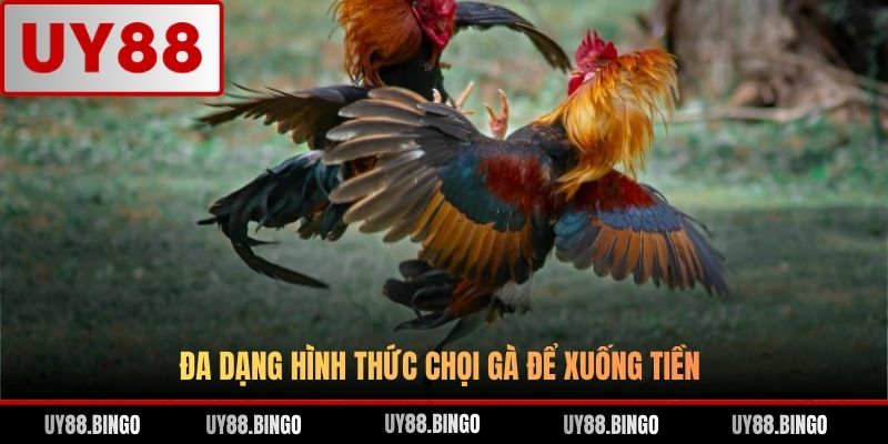Đá Gà UY88 - Trải Nghiệm Cá Cược Gà Chọi Đỉnh Cao Top 1 ĐNA